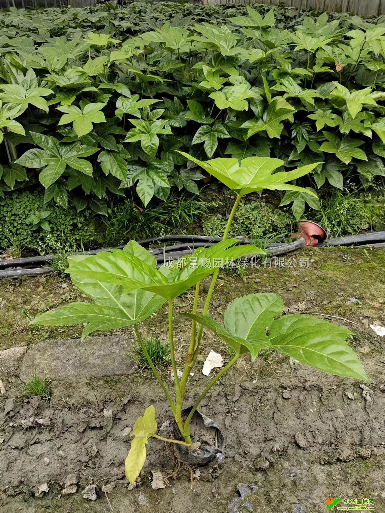 12˽ǽPС˽ǽPl(f)20-30߰˽ǽPС