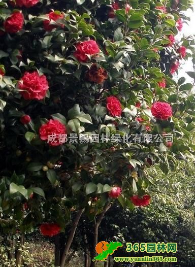 FݡĴ軨Nֲءl1.5-2׸߲軨򡢻\