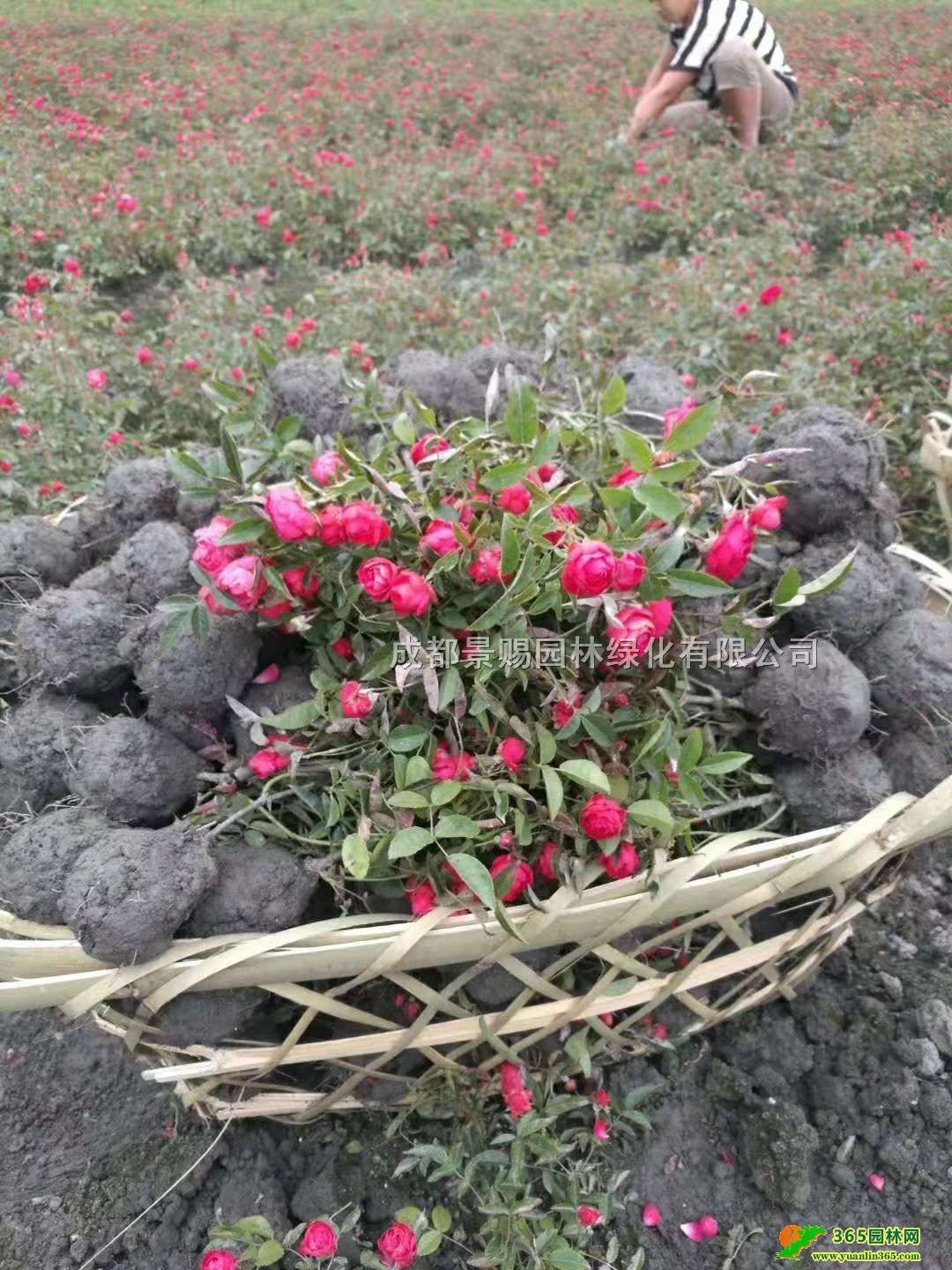 Ĵɶ¼ءlS¼Wٱ¼