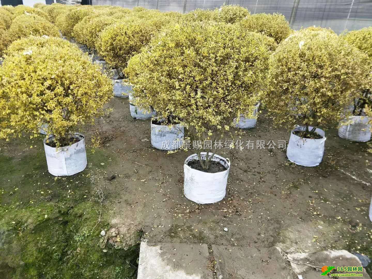 ĴɶСϞء۽СϞСϞ16