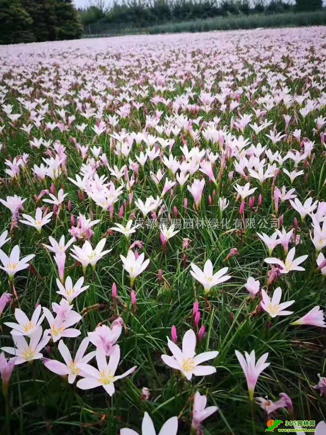 Ĵɶ[m[m[m̵硢t[ml