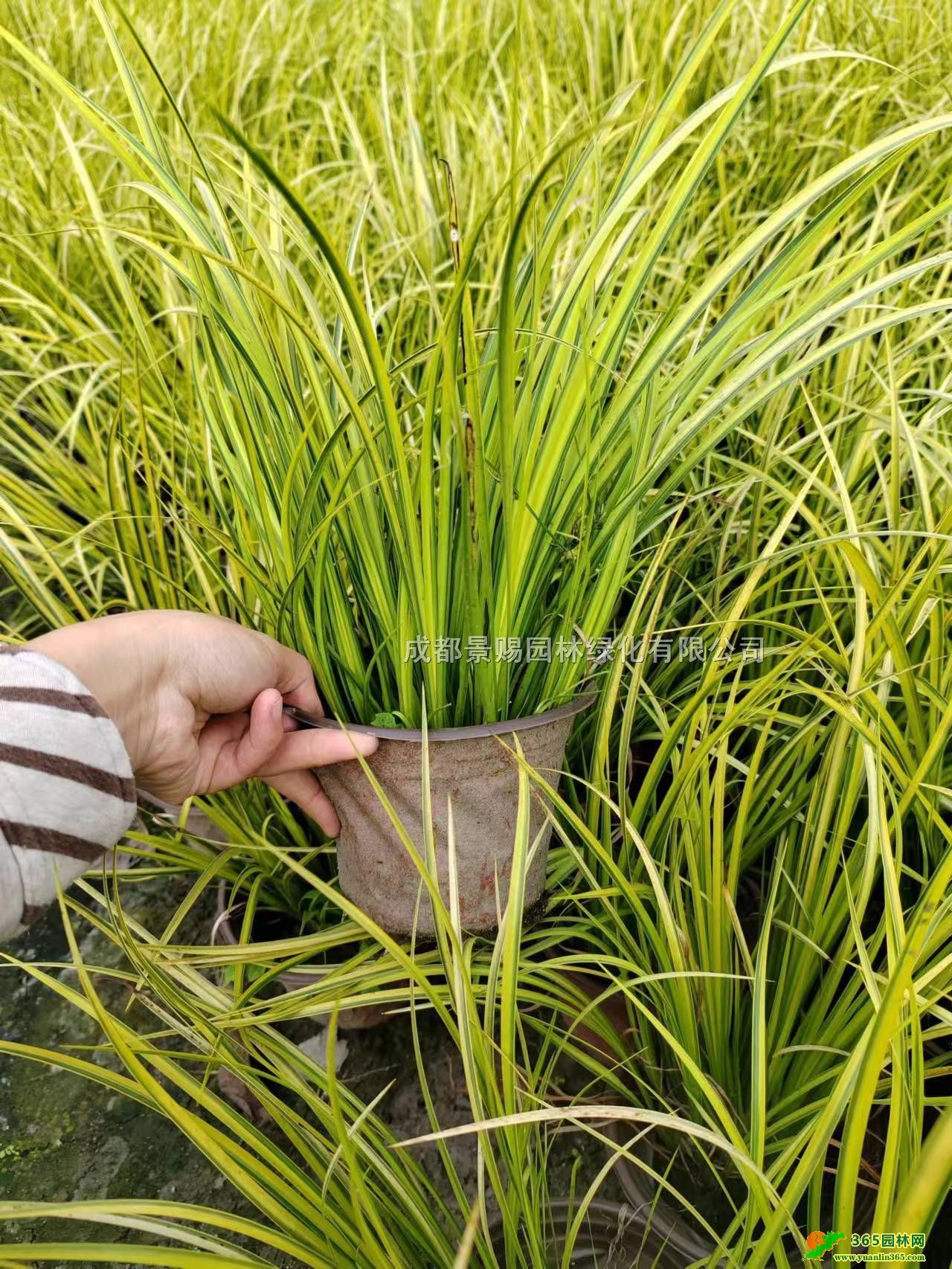 ~ʯ14pɫ20߽~ʯС~ʯl(f)