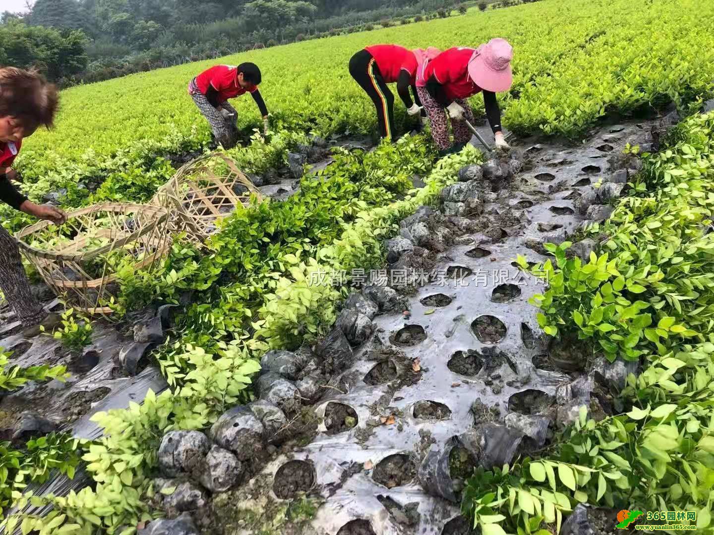 16ɭŮؑ󱭡ɭŮؑСɭŮؑl(f)