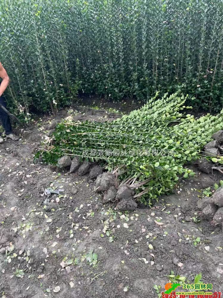 ĴSNֲءl(f)1-1.8׸߱SGh