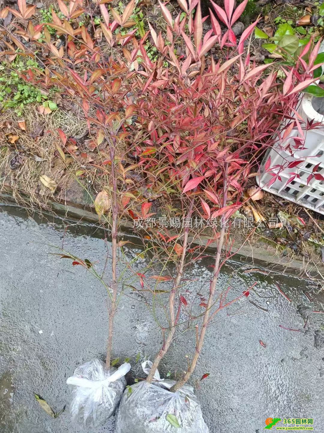 30-50񹤳硢l(f)r(ji)ֱl(f)