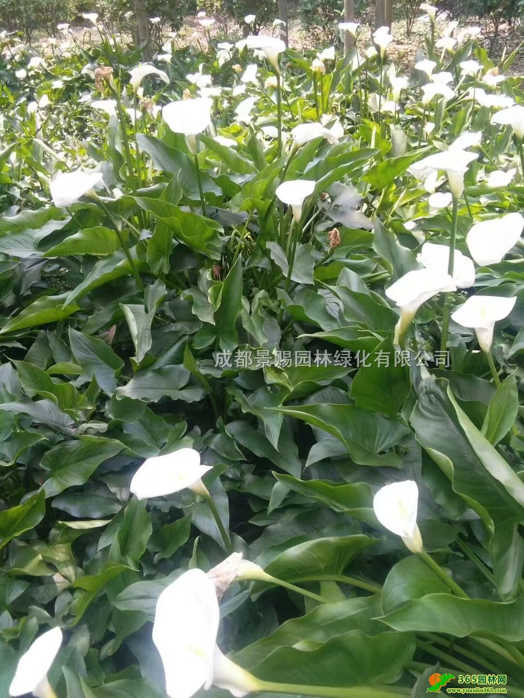 Rɏ硢Rɏ硢Rɏ󱭡Rɏ