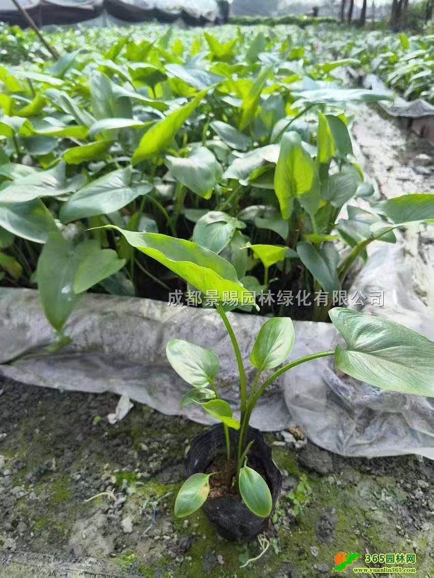 20-30RɏС硢RɏСRɏl(f)