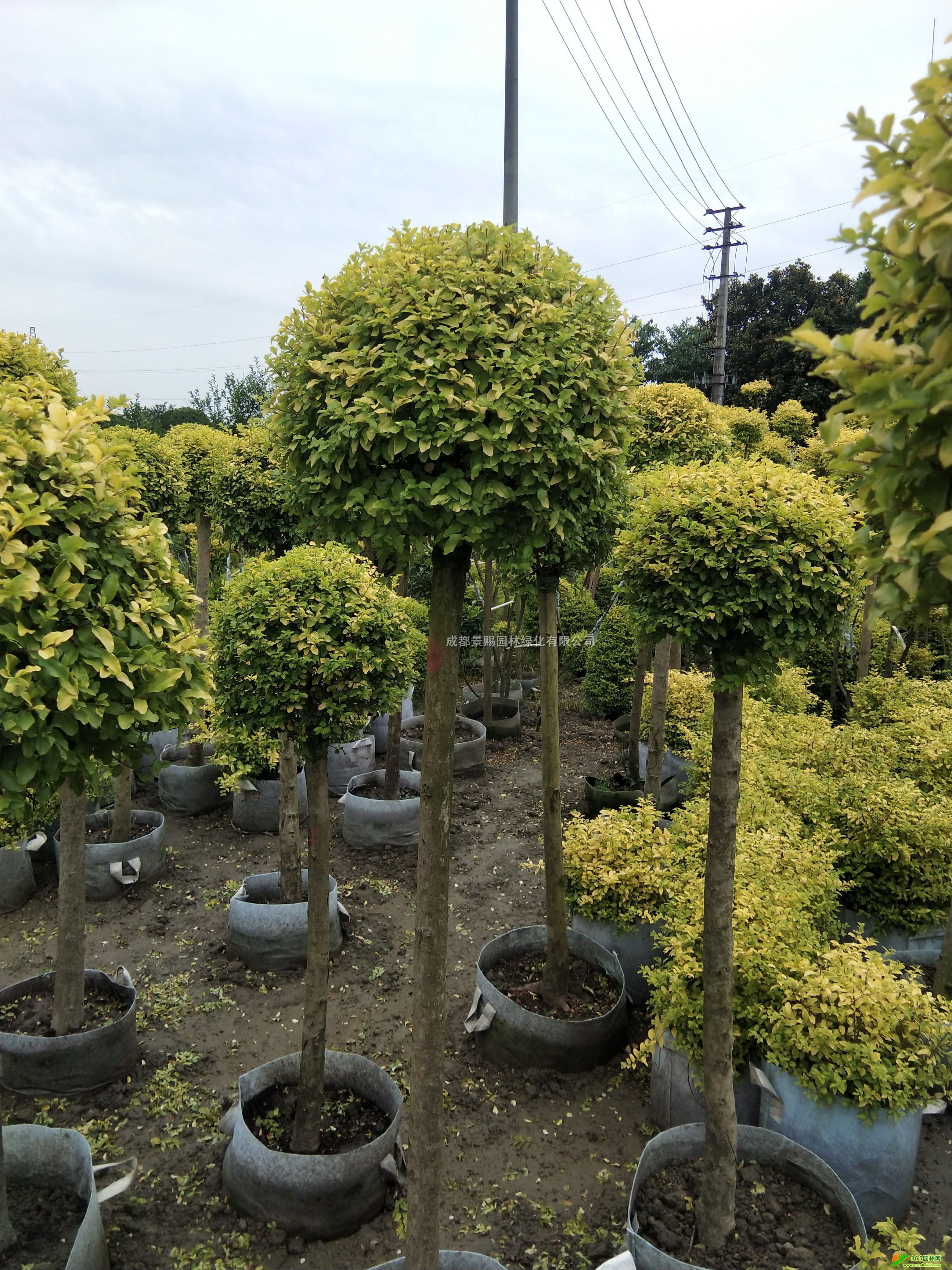 1.2-1.5׸Ůؑ͡Ůؑ硢Ůؑ