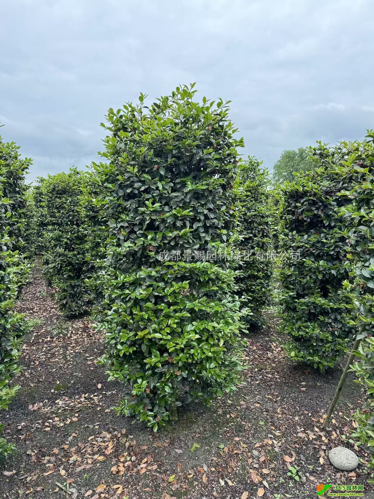 2׸߲÷ӡl÷ӵĻء÷lr