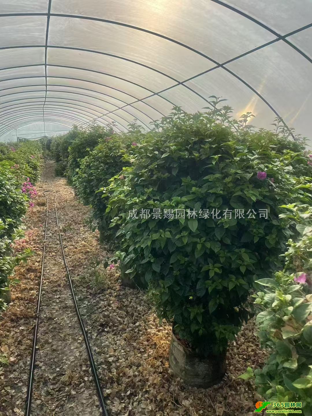 Ʒ÷80-1.2׸÷\ӡ÷l