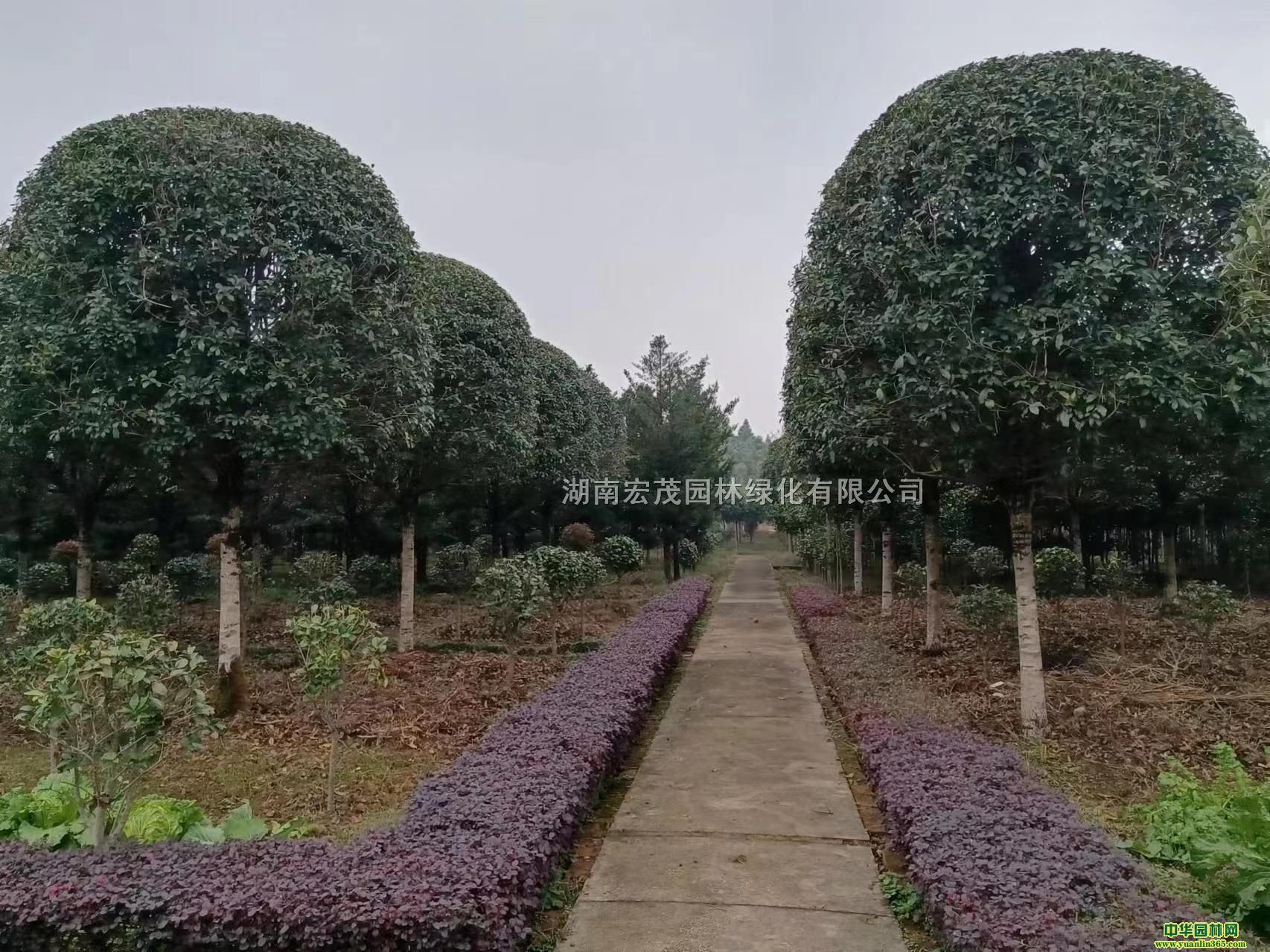 9-18CMƷ¹𻨣֦c120-160CMUֱ