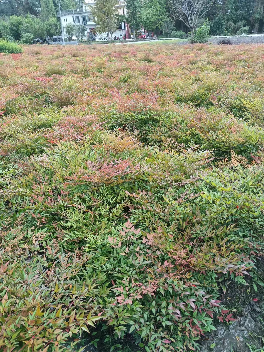 񹩑؆Ρ߶ȹڷ30-60ֿx