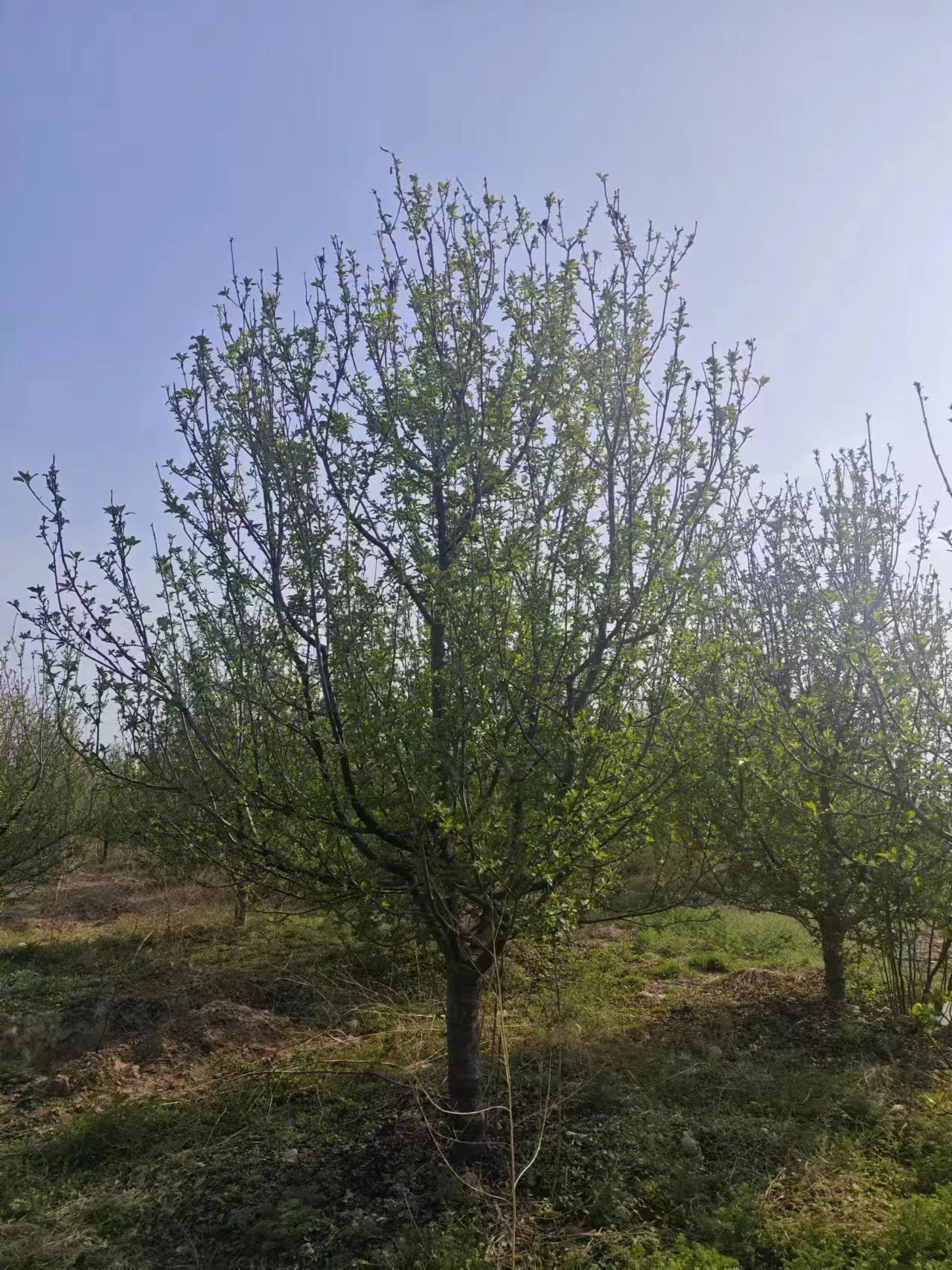 ⺣Įa(chn)ء؏15ְ⺣ăr(ji)18ְ⺣ăr(ji)