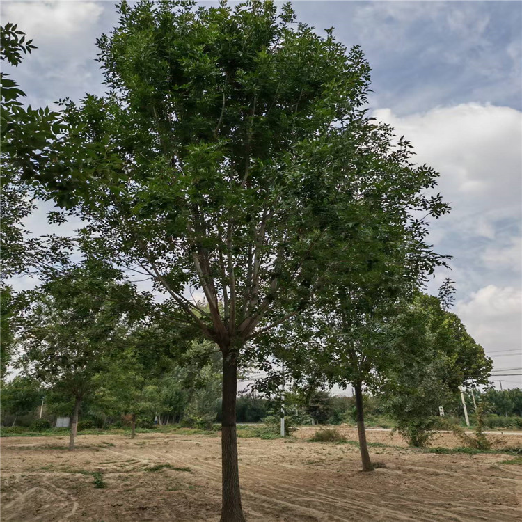 ؏15ְϞr(ji)18ְϞr(ji)20cmϞr(ji)