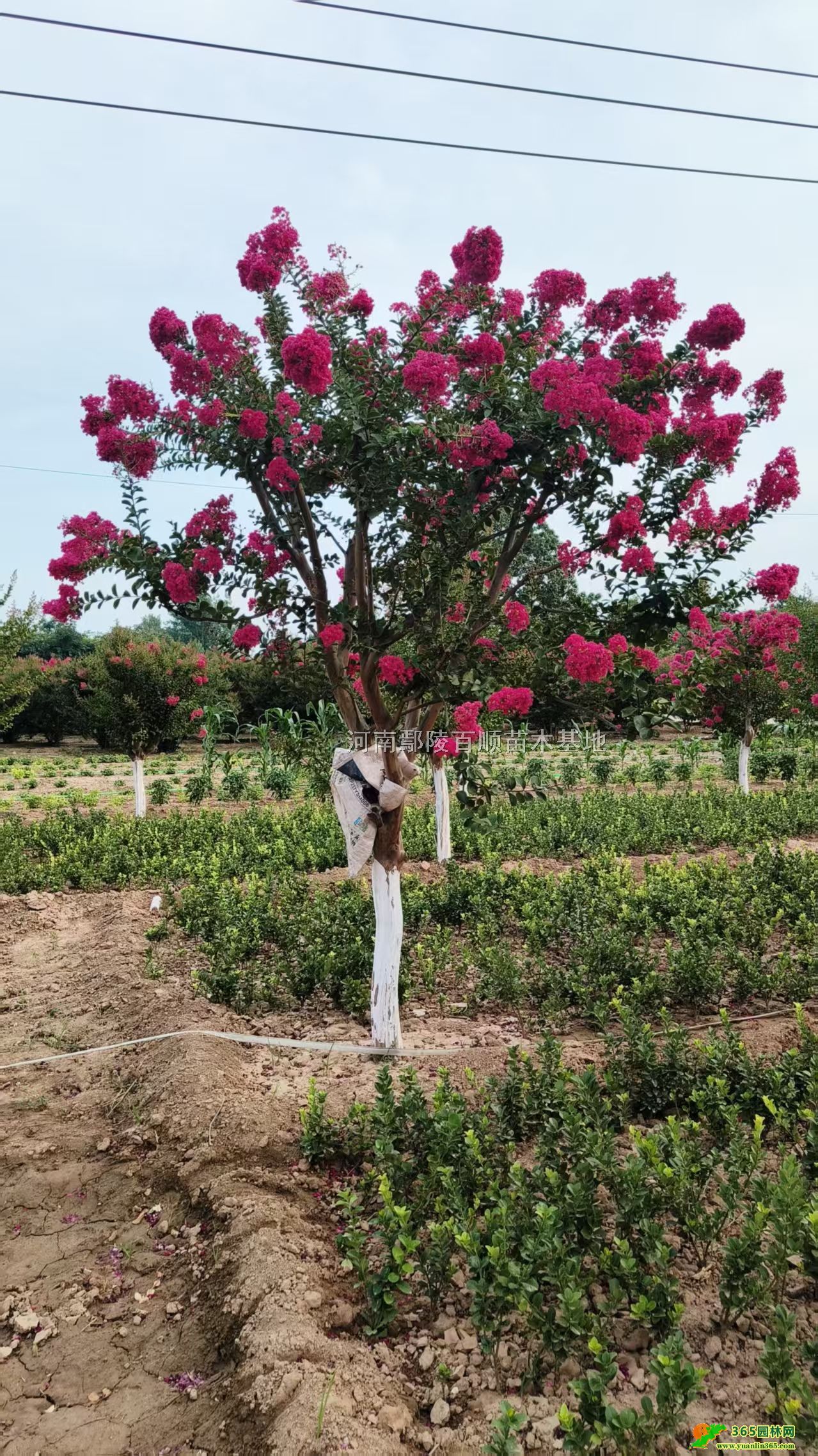 õtޱõtޱءõtޱrõtޱl