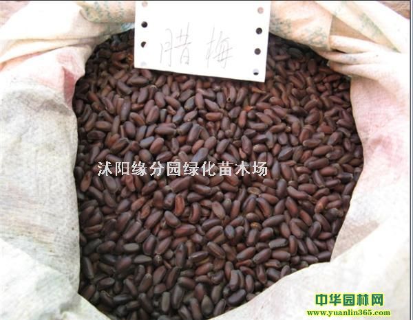 o²ƤݷNRAéʳ}ݣ