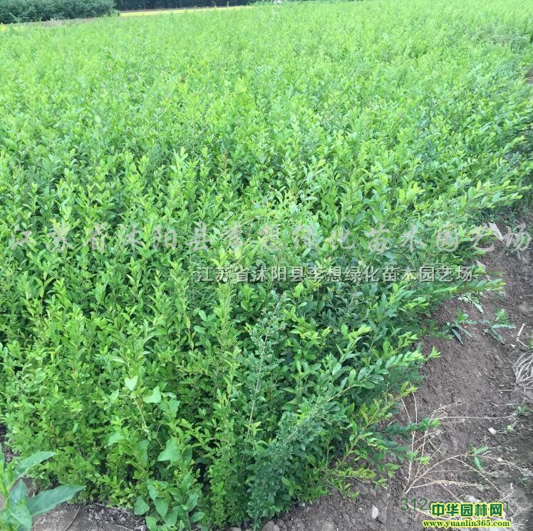 ~ŮؑƷN¼t~ʯ骡t~СޡˮDBN