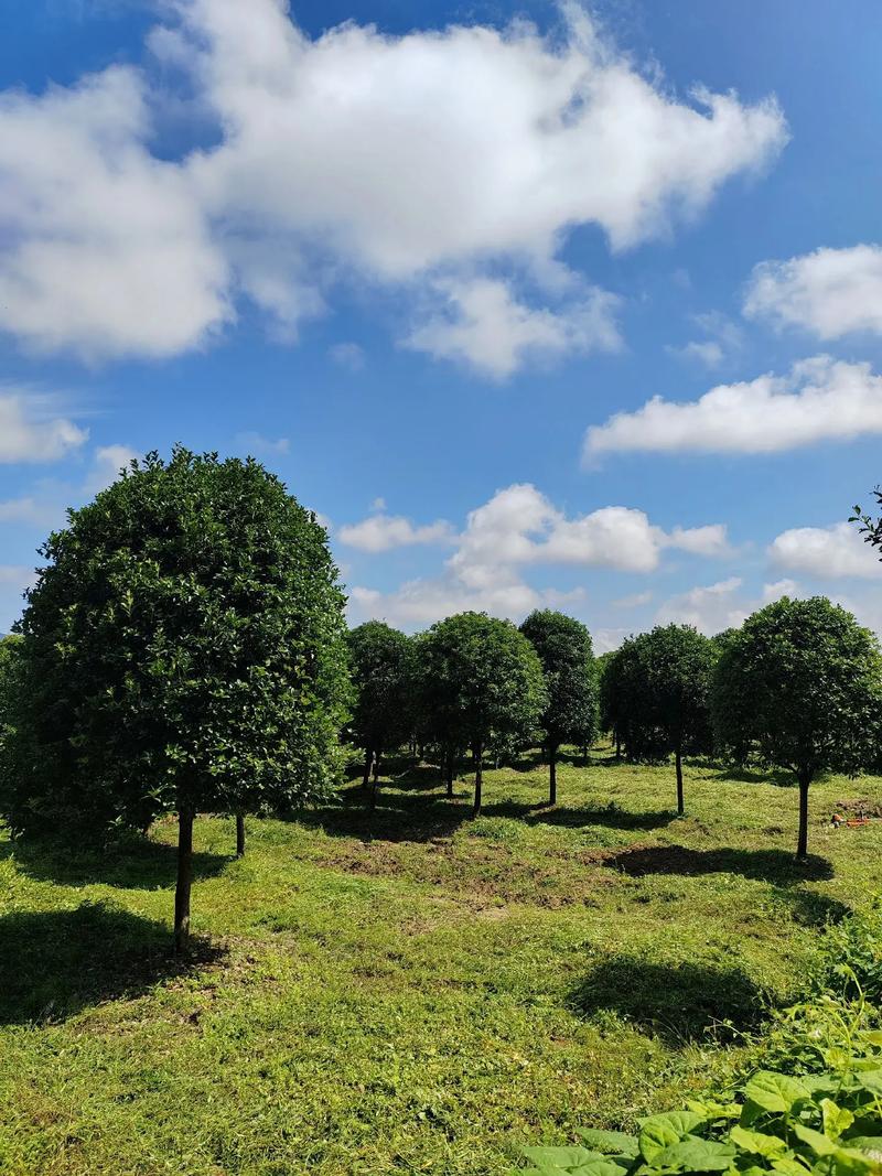 4-5׹ڷߗU𻨘r15-20֣