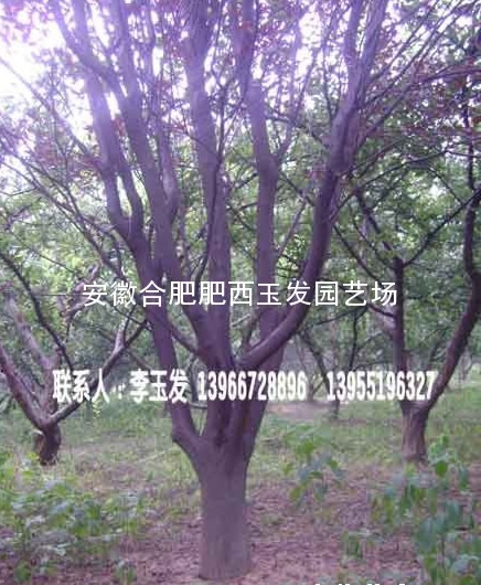 桢ܡǗt~~Ůؑޱ𻨵ľ