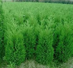 ̓r50-300ߵęuء̰