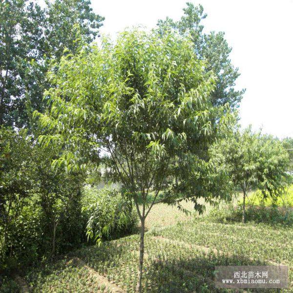 ëҘ硢ëҘ4-8֡ëҘֱN