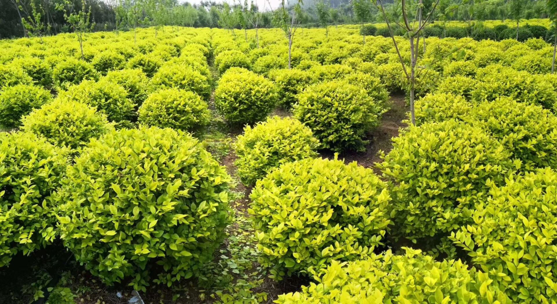 60-120ڷĽ~Ůؑ40-60߽~Ůؑ