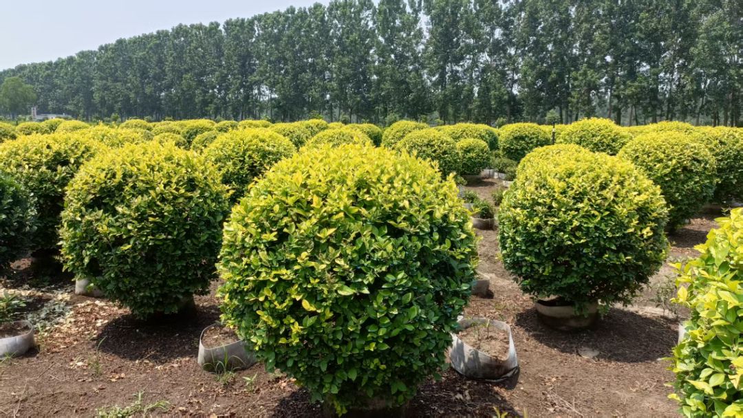 ~Ůؑ򡢽ɭŮؑŮؑr񡢈DƬ