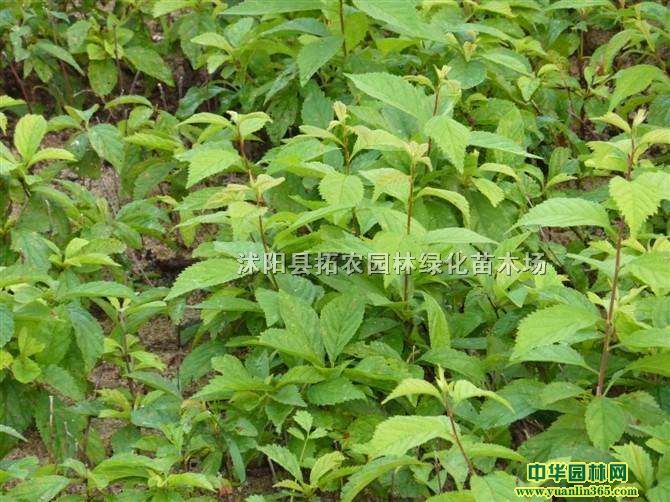 50~÷Сr1׸߶~÷Сr15Сr