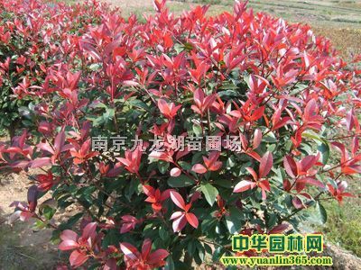 t~ʯ ѩ ~Ůؑ Vm Gľ