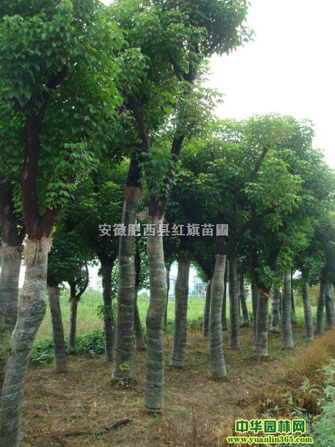 ʯ骡ꡢǗ硢Ůؑt~ľ