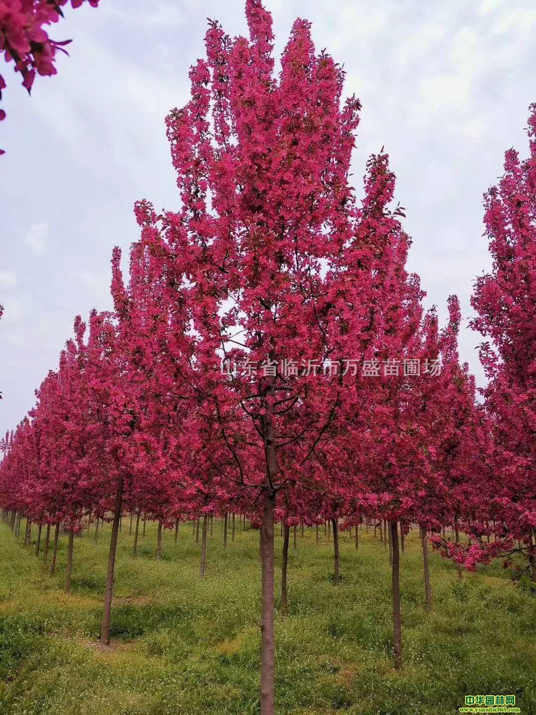 絢麗海棠、垂絲海棠工程樹