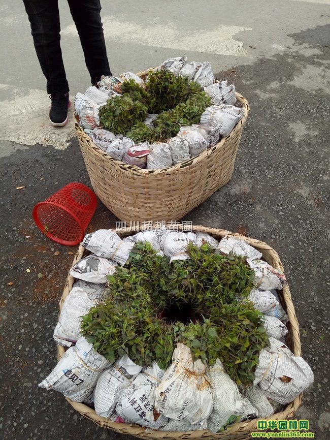 ÷硢÷硢÷硢÷l(f)Ĵ÷ɶ÷