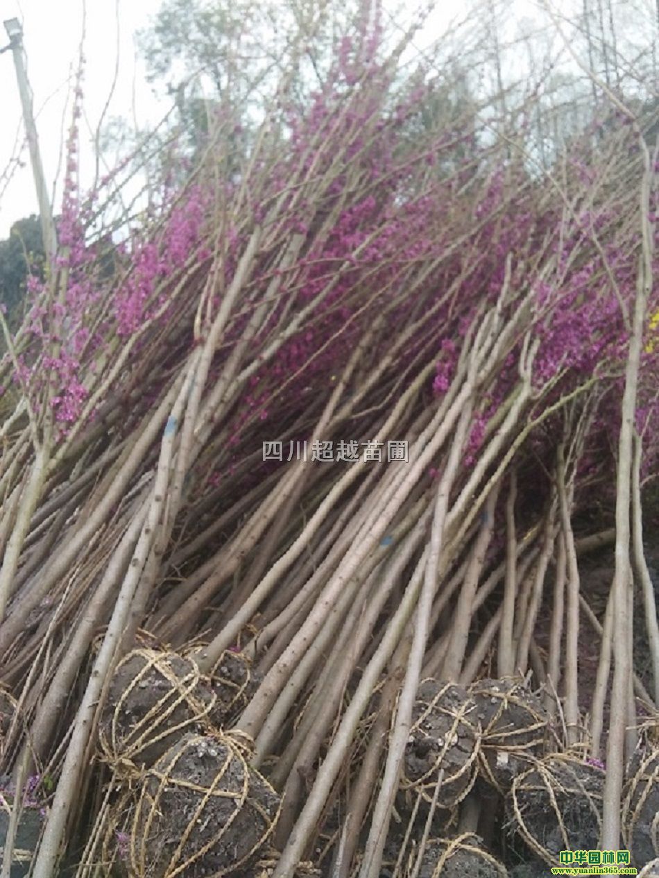 GߗUGG\ӡ͗UtG硢ĴG