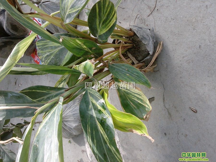 ~˽{ݡm~j(lu)ʯ