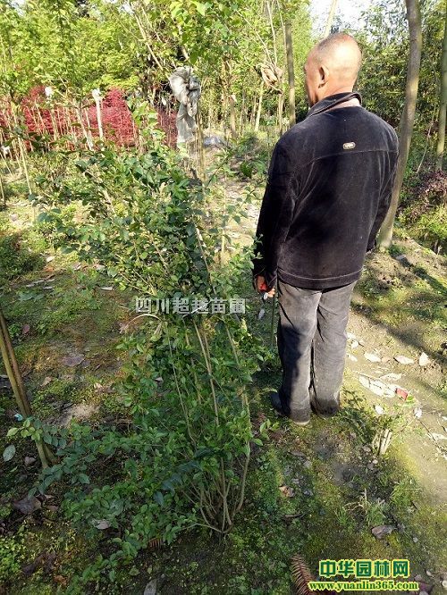 㡢ë~㡢SSȸSS