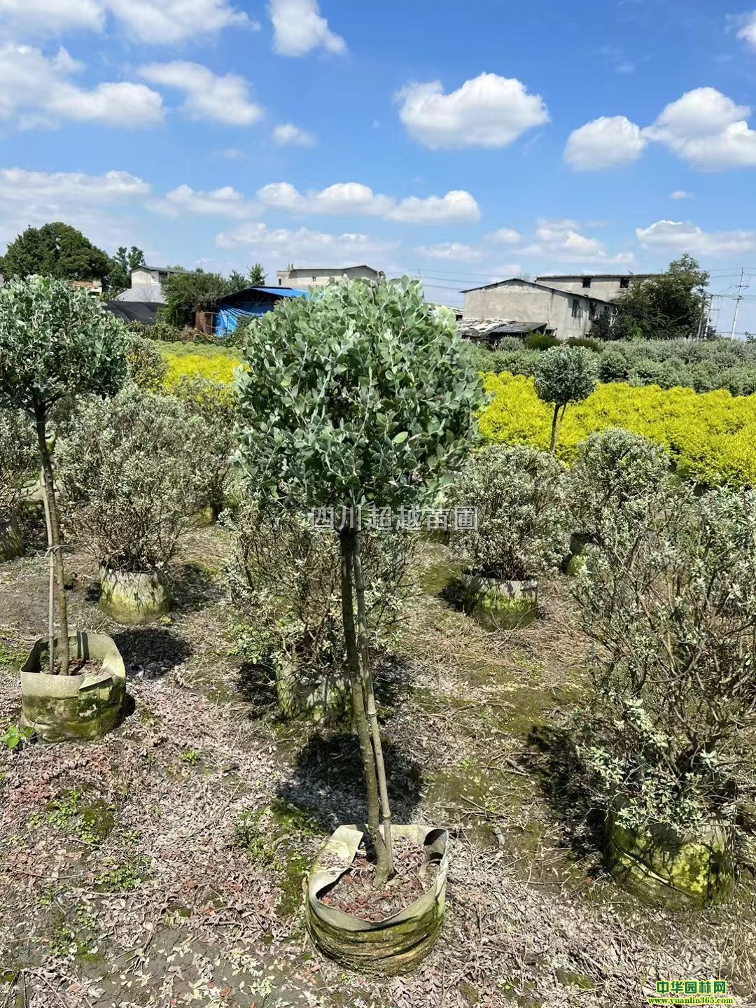 ˮٺy~Ϛgܹϵwǹаɯ