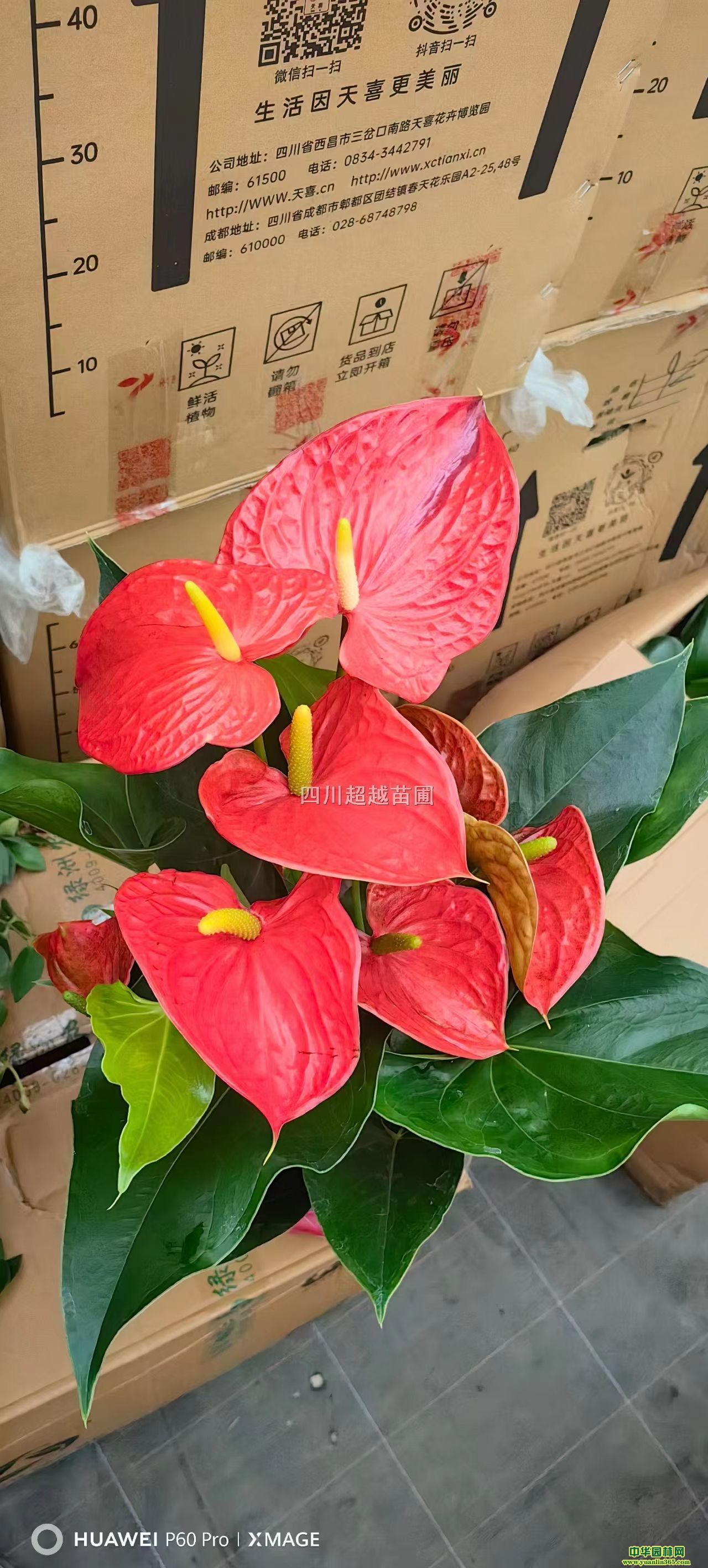 зצmhxqml(f)ؔ(ci){(ln)`ϲ˹