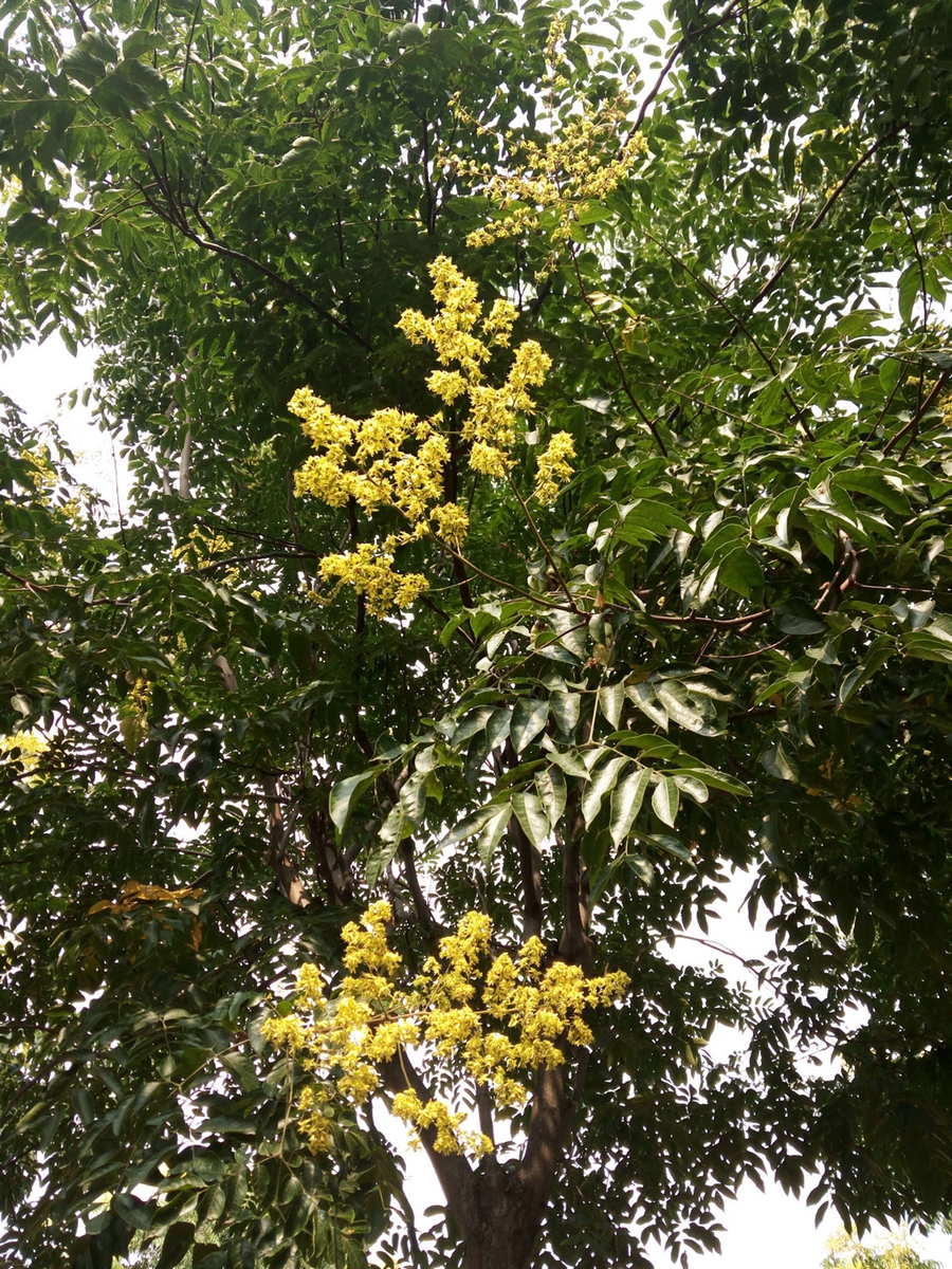 欒樹黃山欒樹綠化苗