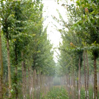 Ǘ𻨡ѻt~ҡS𻱡D÷