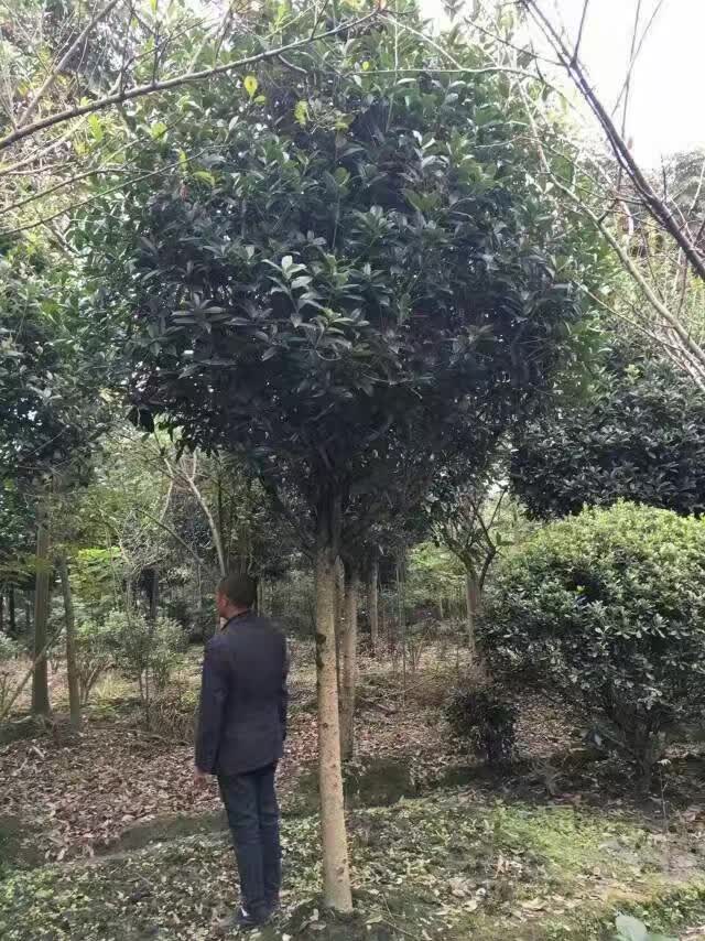 ̎9.5ֹ𻨘߷֦b܇r𻨹