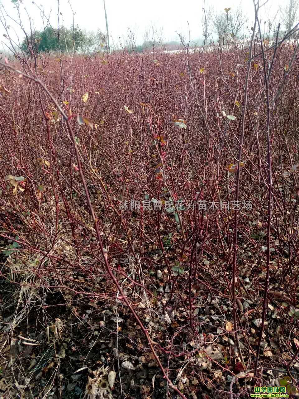 1-3NޱP20-50Nޱ