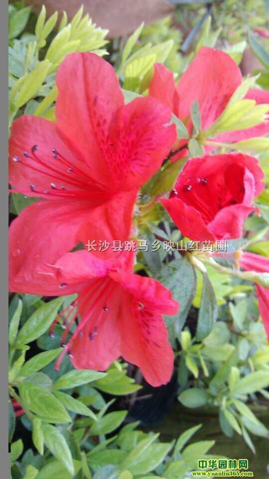 ҰӳɽttNɽU硢_R硢ƶNľ