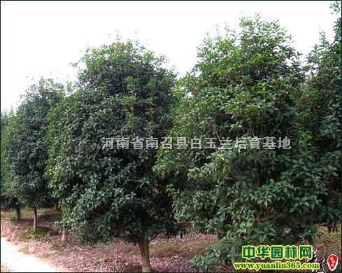 (yng)mtm𻨣ޱ䣬SSBľŮؑ