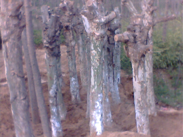 Ҏ(gu)ľ--ͩ-ͩoͩ,С