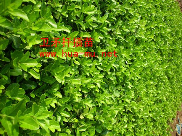 Rľ,~,ɏ,ձtޱ,,t,ѻ,ޱ