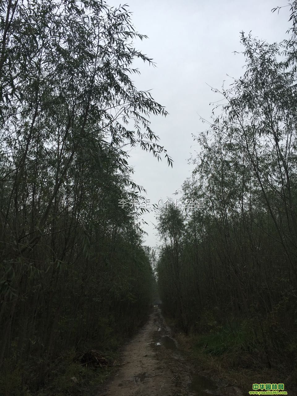 本人大彭鎮種植大量柳樹、速生柳1-10公分