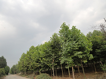 徐州北三環苗圃拆遷、現有大量法桐、女貞、國槐處理10-30公