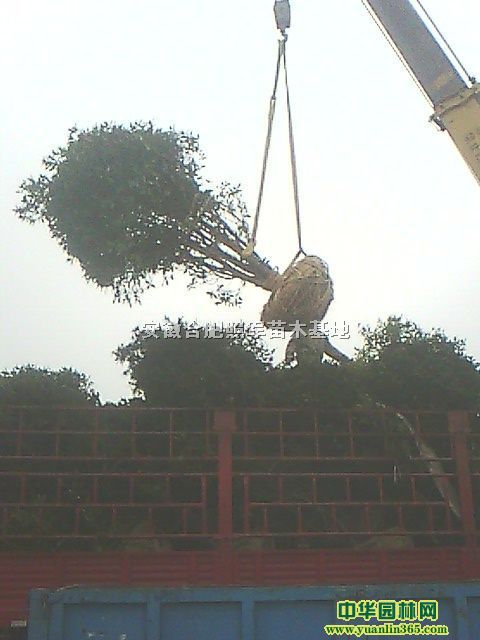 ꡢt~~ŮؑǗVm𻨡ޱ