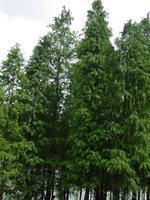 米徑3-6公分水田移栽池杉苗