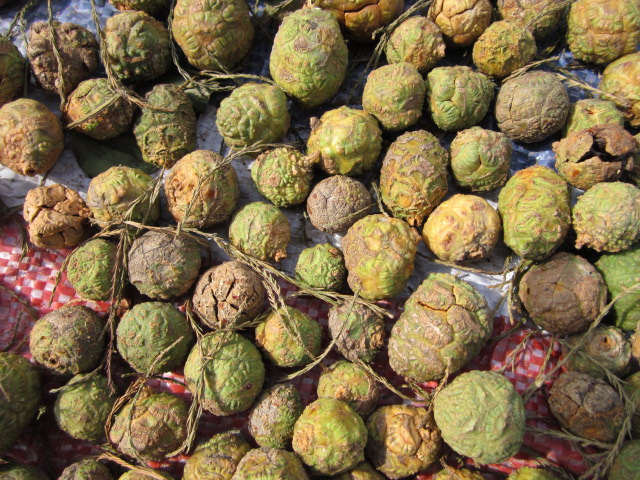 落羽杉、池杉種子各500公斤